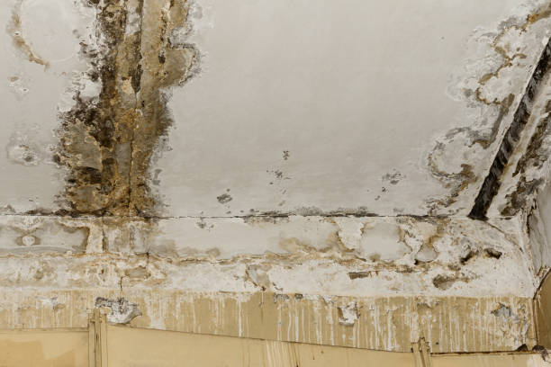 Best Mold Removal for HVAC Installations  in Halsey, OR