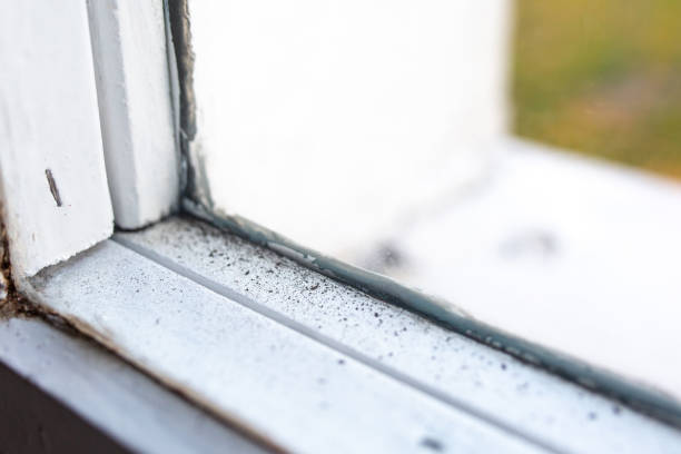 Reliable Halsey, OR Mold Removal Solutions
