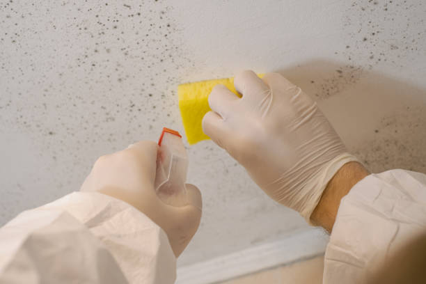 Best Mold-Related Health Consultation  in Halsey, OR